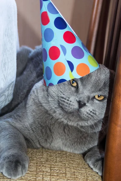 Vicces csinos macska egy papírkalapban. Születésnapi PET. Skót Fold macska — Stock Fotó