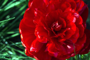 Büyük bir kırmızı şakayık lale (Tulipa) bahçede çiçek yatak süslüyor. Bir çiçekte birçok yaprak. Close.  