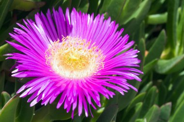 Menekşe çiçekleri ve karpobrotus kalın yeşil yaprakları. Carpobrotus edulis yenilebilir ve tıbbi bir bitkidir. Sulu sulu.
