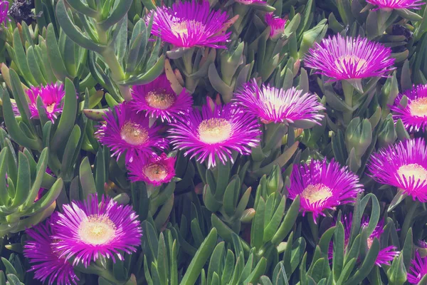 Βιολετί λουλούδια και πυκνά πράσινα φύλλα του carpobrotus. Ο καρπόμπροτος μυελικής είναι ένα εδώδιμο και φαρμακευτικό φυτό. Παχύφυτα. — Φωτογραφία Αρχείου