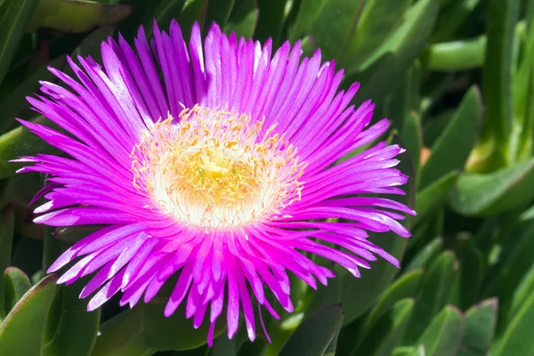 Violet bloemen en dikke groene bladeren van carpobrotus. Carpobrotus edulis is een eetbare en medicinale plant. Vetplanten. — Stockfoto