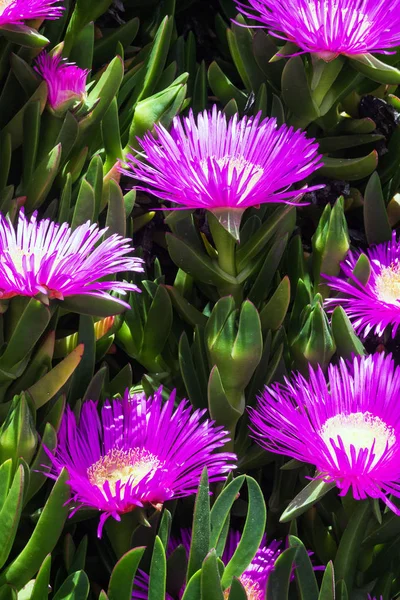 Violet bloemen en dikke groene bladeren van carpobrotus. Carpobrotus edulis is een eetbare en medicinale plant. Vetplanten. — Stockfoto