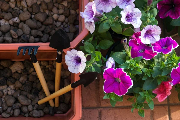 Hermosos corales de color púrpura, blanco y petunia, floreros en el balcón en un cálido día soleado. En las cajas para plantar flores está el drenaje de la droga. Diseño de Paisaje. Flores de interior . — Foto de Stock