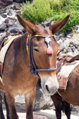 Santorini adasında atlar ve eşekler - turistler için geleneksel ulaşım. Eski limana giden merdivenlerdeki hayvanlar. Close.