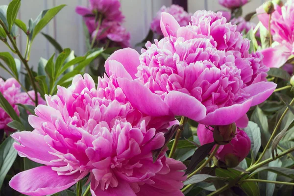 Large pink peonies among green leaves. Bright sunlight falls on the flowers. Beautiful flower garden in the garden in the country. Lanshafta design. Floristry.