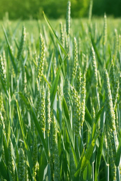 Jeunes épillets verts de blé sur le champ dans une ferme. Des céréales. Cultiver des produits biologiques . — Photo