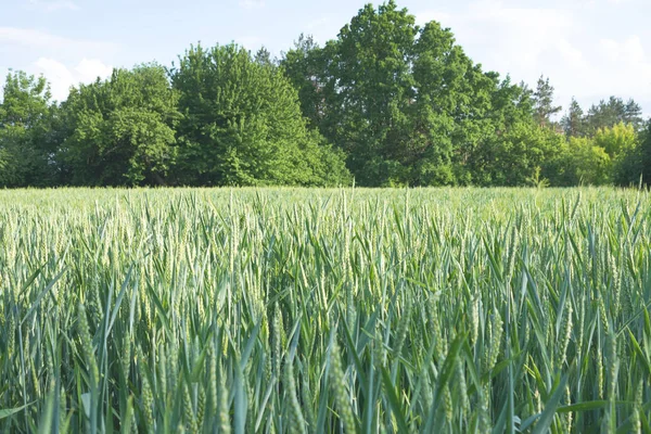 Giovani spighe verdi di grano sul campo in una fattoria. Cereali. Coltivazione di prodotti biologici . — Foto Stock