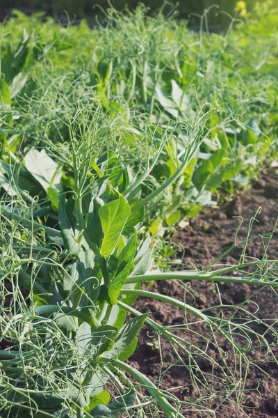 Brotes verdes jugosos de guisantes jóvenes a la luz del sol brillante en la granja. Cultivo de productos ecológicos. Los guisantes son un producto sabroso, útil y nutritivo. Legumbres —  Fotos de Stock