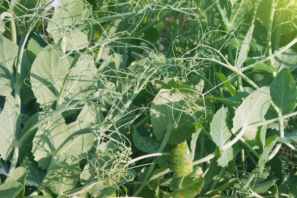 Brotos verdes suculentos de ervilhas jovens em luz solar brilhante na fazenda. Cultivo de produtos orgânicos. As ervilhas são um produto saboroso, útil e nutritivo. Leguminosas — Fotografia de Stock