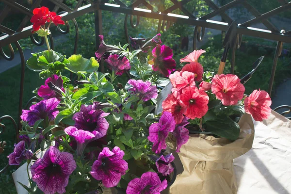 Kırmızı pelargonium çiçek ve pembe ve mor petunya çiçekleri akşam güneşinde balkonda. Kraft kağıda sarılmış saksılar. Bahçe Aletleri. Peyzaj balkon.