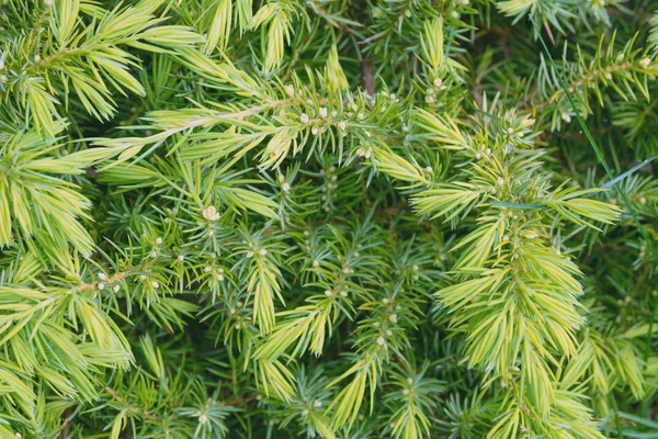 Agulhas verdes jovens de uma árvore conífera Tsuga canadensis. Árvore genealógica de pinheiro esbelta e perene. Árvore de coníferas para o jardim. Close-up . — Fotografia de Stock