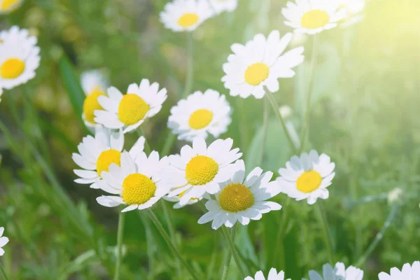 Witte wilde veld madeliefjes in de stralen van de avondzon. Gebied van wilde bloemen. Warme zomer. — Stockfoto