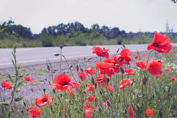 Red wild fields of poppies (poppies) in the rays of the evening sun. Flowers by the road. Field of wildflowers. Warm summer. Macs are a symbol of memory.