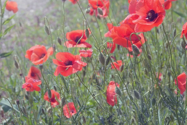 Red wild fields of poppies (poppies) in the rays of the evening sun. Flowers by the road. Field of wildflowers. Warm summer. Macs are a symbol of memory.