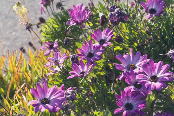 Όμορφη λιλά λουλούδια σαν μαργαρίτα. Οστεοσπερμα Eklon (Οστεοσπερμαίδα) στο φόντο των πράσινων φύλλων. Γκρο πλαν. — Φωτογραφία Αρχείου