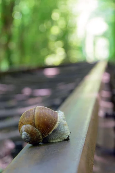 Big snail on the track. Railway between the trees that create a tunnel of green leaves. Klevan, Ukraine, romantic and mysterious "Tunnel of love". Travel to Ukraine. — Stock Photo, Image