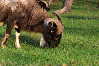 Büyük boynuzları olan büyük kahverengi bir keçi ağaçların arasında ot yiyor. Keçi - karlı bir iş. Bu et, süt, yün ve kabartma.