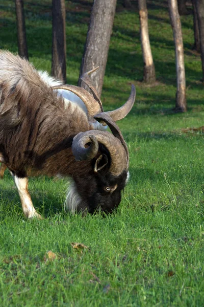 Eine große braune Ziege mit riesigen Hörnern frisst Gras zwischen den Bäumen. Ziege - ein profitables Geschäft. Das ist Fleisch, Milch, Wolle und Flaum. — Stockfoto