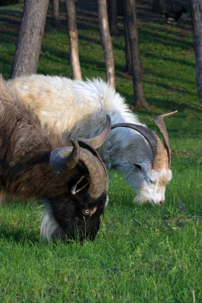 Eine Ziegenherde frisst Gras zwischen den Bäumen. Ziege - ein profitables Geschäft. Das ist Fleisch, Milch, Wolle und Flaum. — Stockfoto