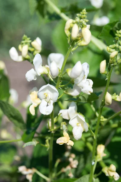Os feijões brancos florescem nos raios do sol brilhante. Cultivo de legumes e legumes orgânicos na fazenda. Produto útil e saboroso . — Fotografia de Stock