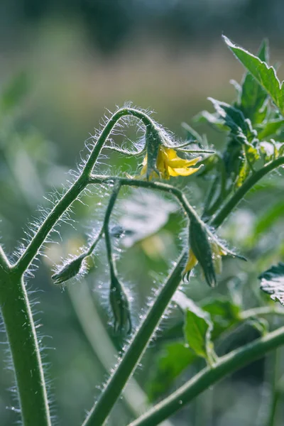 Kleine vroege gele bloem van tomaat. Kweken van biologische groenten op de boerderij. Bloeiende tomaten. — Stockfoto