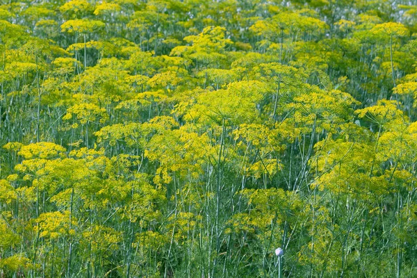 Grote bloemen van Dille op de boerderij tuin. Het kweken van smakelijke, gezonde, geurige biologische kruiden. Dille bloei punten met zaden. Close-up. — Stockfoto