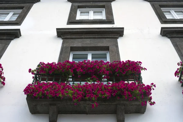 Mooie roze Petunia op het balkon. Bloemstuk en decoratie van het balkon met bloemen. Witte muur van een traditioneel huis in Portugal. Sierteelt en tuinbouw. — Stockfoto