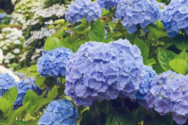 Mavi büyük ortanca (Latin Ortanca macrophylla) büyük çiçeklenmeler. Güzel, zehirli ve şifa çiçek ortanca - San Miguel, Azores, Portekiz adasının bir sembolü.