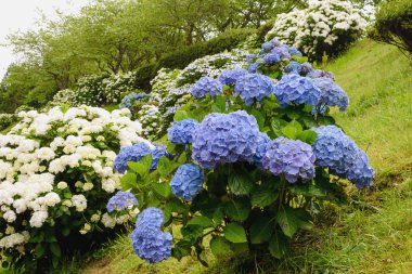 Mavi büyük ortanca (Latin Ortanca macrophylla) büyük çiçeklenmeler. Güzel, zehirli ve şifa çiçek ortanca - San Miguel, Azores, Portekiz adasının bir sembolü.