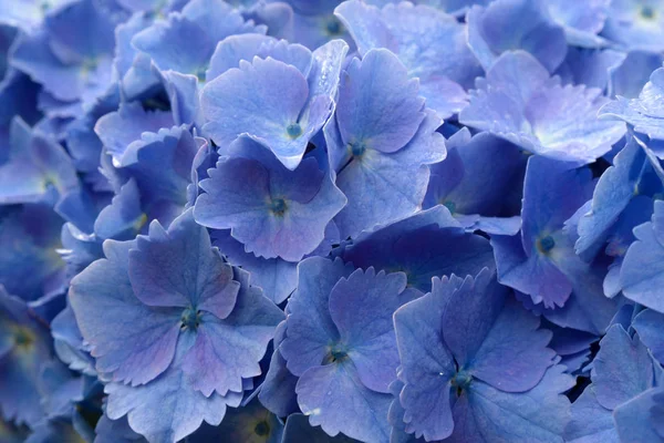 Stora blomställningar av blått stort hortensia (Latin hortensia macrophylla). Vackra, giftiga och helande blomma hortensia-en symbol för ön San Miguel, Azorerna, Portugal. — Stockfoto