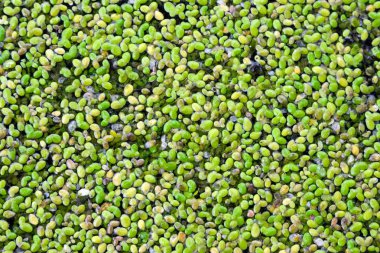 Suda yeşil ördek oludu. Close. Doku. Büyüyen makroalgae - duckweed, aile Lemna kuşlar ve balık beslemek için. Ekoişletme.