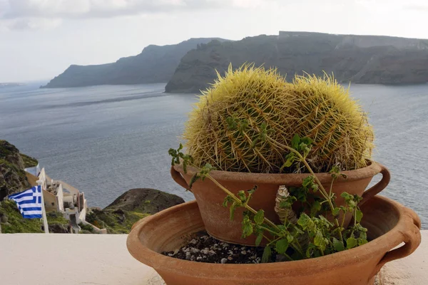 Hermosa isla de Santorini, Grecia. Enorme cactus espinoso en una olla de barro en el fondo del mar y un volcán. Planta interior adorna la terraza griega tradicional. Viaje griego . —  Fotos de Stock