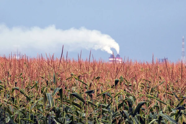 Young green corn on the field against the background of the plant. White, thick, toxic smoke emanates from the factory chimney. Environmental pollution. Chemical industry.
