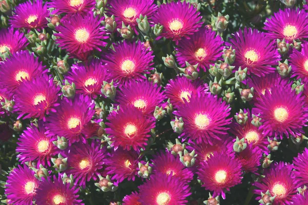 Flores roxas e folhas verdes de Delosperma cooperi, uma planta da família Aiza. Suculenta. Delosperm é uma das melhores plantas para jardim de rocha. Jardinagem e paisagismo . — Fotografia de Stock