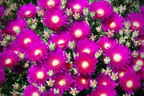Flores púrpuras y hojas verdes de Delosperma cooperi, una planta de la familia Aiza. Suculenta. Delosperm es una de las mejores plantas para jardín de rocas. Jardinería y diseño de paisajes . —  Fotos de Stock