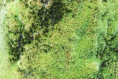 Ağaç kabuğu üzerinde kalın yeşil yosun Bryophyta. Close. Nemli orman.