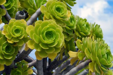 Bitki Aeonium arboreum, aile Crassulaceae yeşil sulu yaprakları. Büyüyen sulu.