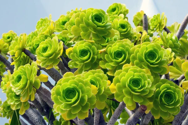 Hojas verdes suculentas de la planta Aeonium arboreum, familia Crassulaceae. Suculentas crecientes . —  Fotos de Stock