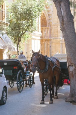 Palma de Mallorca, İspanya, Temmuz 2019. Santa Maria Katedrali ve La Ceu. Katedralin duvarlarının yanındaki vagona binmiş yorgun bir at turistleri bekliyor. Yürüyüşler için taşıma.