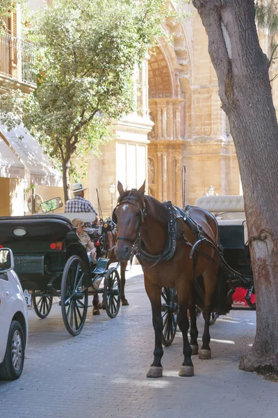 Palma de Mallorca, İspanya, Temmuz 2019. Santa Maria Katedrali ve La Ceu. Katedralin duvarlarının yanındaki vagona binmiş yorgun bir at turistleri bekliyor. Yürüyüşler için taşıma.
