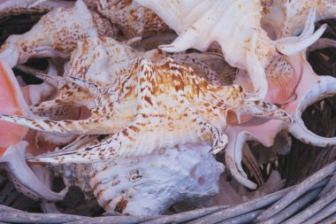 Güzel çok renkli kabukları, denizyıldızı, bir mağaza penceresinde dalları bir sepet mercan. Seyahatler ve iç tasarım, akvaryum, el sanatları detay ile arkadaşlar için Hediyelik eşya.