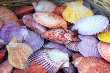 Çok renkli güzel kabuklar, denizyıldızı, mercanlar. Seyahatler ve iç tasarım, akvaryum, el sanatları detay ile arkadaşlar için Hediyelik eşya.