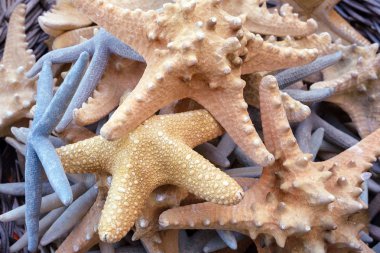Çok renkli güzel kabuklar, denizyıldızı, mercanlar. Seyahatler ve iç tasarım, akvaryum, el sanatları detay ile arkadaşlar için Hediyelik eşya.