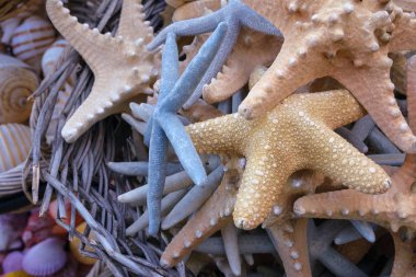 Güzel çok renkli kabukları, denizyıldızı, bir mağaza penceresinde dalları bir sepet mercan. Seyahatler ve iç tasarım, akvaryum, el sanatları detay ile arkadaşlar için Hediyelik eşya.