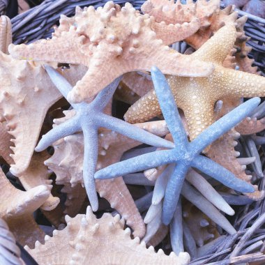 Güzel çok renkli kabukları, denizyıldızı, bir mağaza penceresinde dalları bir sepet mercan. Seyahatler ve iç tasarım, akvaryum, el sanatları detay ile arkadaşlar için Hediyelik eşya.