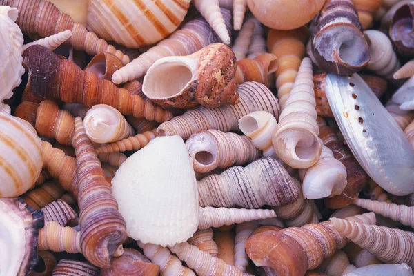 Schöne bunte Muscheln, Seesterne, Korallen. Souvenir für Freunde mit Reisen und Details der Innenarchitektur, Aquarium, Handwerk. — Stockfoto