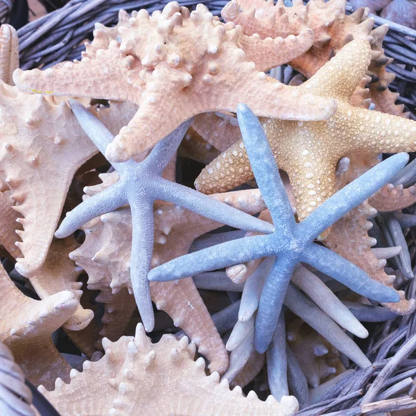 Güzel çok renkli kabukları, denizyıldızı, bir mağaza penceresinde dalları bir sepet mercan. Seyahatler ve iç tasarım, akvaryum, el sanatları detay ile arkadaşlar için Hediyelik eşya.