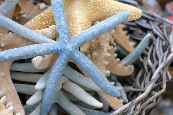 Hermosas conchas multicolores, estrellas de mar, corales en una cesta de ramitas en un escaparate. Souvenir para amigos con viajes y detalle de interiorismo, acuario, artesanía . — Foto de Stock