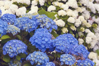 Mavi büyük ortanca (Latin Ortanca macrophylla) büyük çiçeklenmeler. Güzel, zehirli ve şifa çiçek ortanca - San Miguel, Azores, Portekiz adasının bir sembolü.