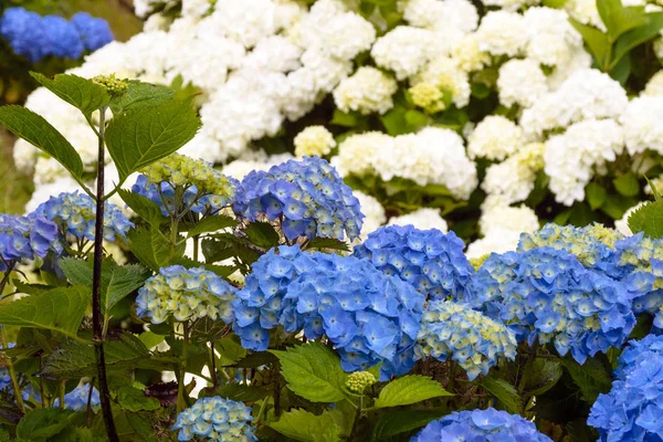 Stora blomställningar av blått stort hortensia (Latin hortensia macrophylla). Vackra, giftiga och helande blomma hortensia-en symbol för ön San Miguel, Azorerna, Portugal. — Stockfoto